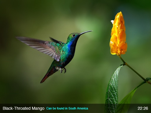 Black-Throated Mango - Live Gallery - Nature Screen Display - App by LANDKA ®